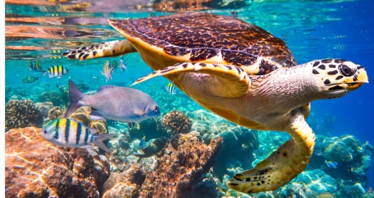 Biggest Turtle