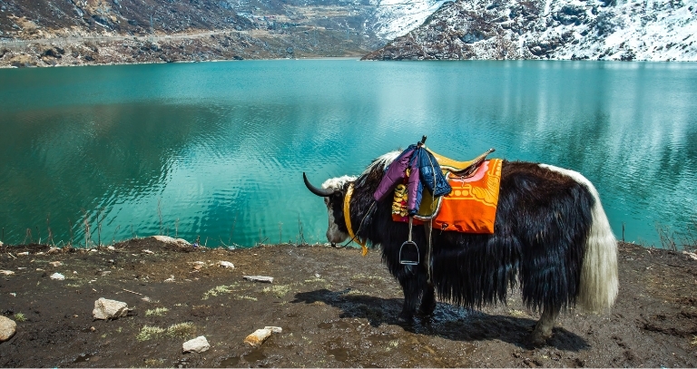 Riverraft Gangtok