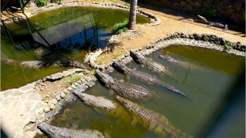 La Vanille Crocodile Park