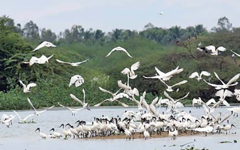 Bird Sanctuary: trip from Delhi